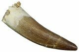 Fossil Plesiosaur (Zarafasaura) Tooth - Morocco #259151-1